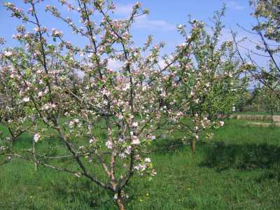 Teren de vânzare, TECJ220656-1