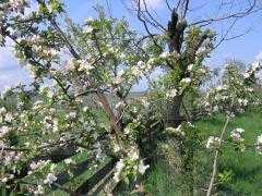 Teren de vânzare, TECJ220656-3