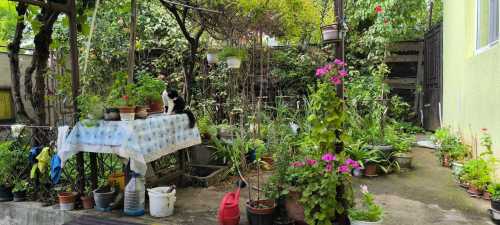 Casa de vânzare 3 camere, CACJ353590-4