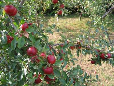 Land for sale, TECJ220656-4