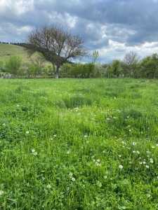 House for sale 5 rooms, CACJ239344FLO-10