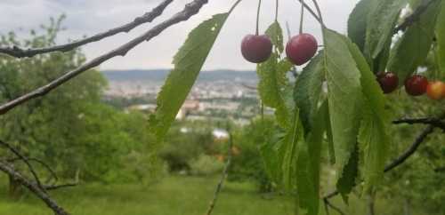 Land for sale, TECJ329350-1