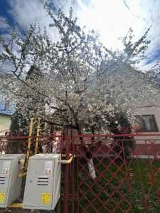 House for rent 3 rooms, CACJ243798FLO-13