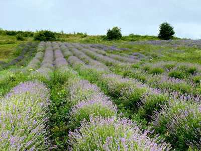 Land for sale, TECJ341308-2