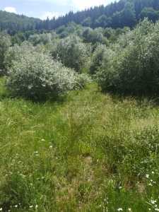 Terrain de vente, TECJ233466FLO-4