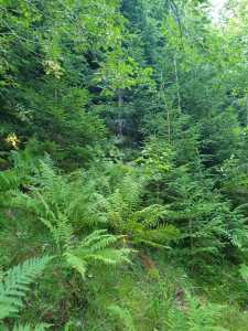 Terrain de vente, TECJ240864FLO-15